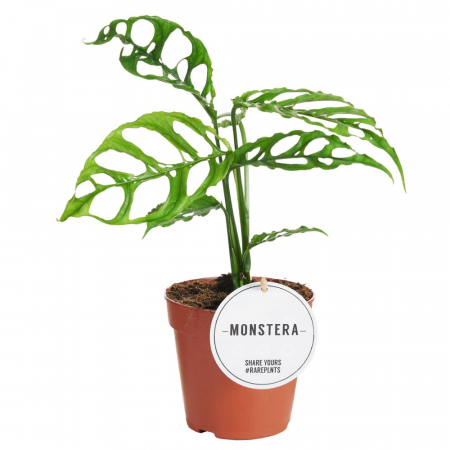 Monstera - Monstera Obliqua 'Peru'