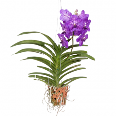 Orhidee - Orhidee VANDA cu flori violet, cu ghiveci ceramic perforat și cu agățătoare