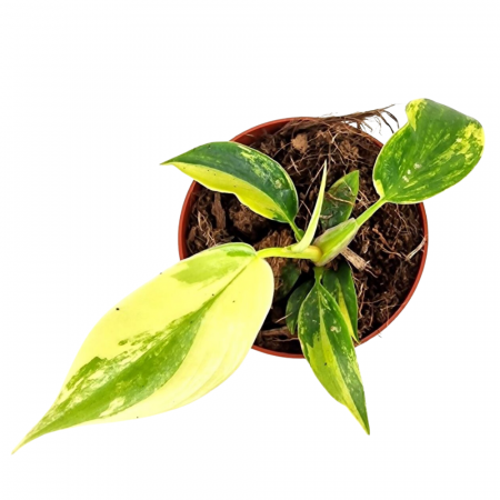 Philodendron Florida Beauty [1]