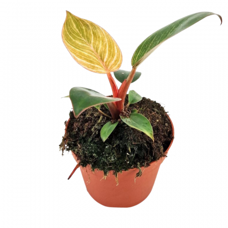 Ușor de întreținut - Philodendron Pink Bikini – frunze colorate în ghiveci D9