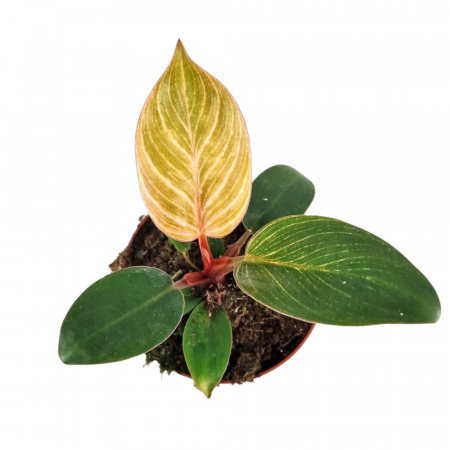 Philodendron Pink Bikini – frunze colorate în ghiveci D9 [1]
