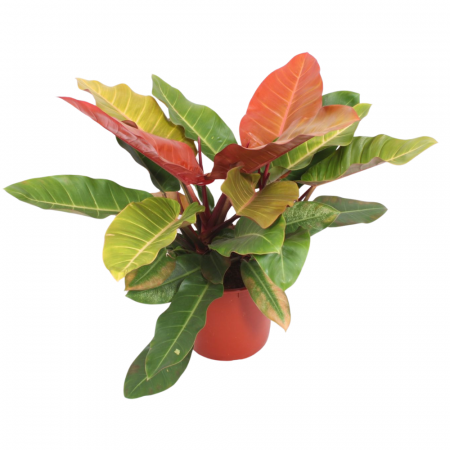 Philodendron 'Prince of Orange' [1]