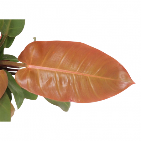 Plante de interior - Philodendron 'Prince of Orange'