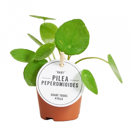Ușor de întreținut - Pilea Peperomioides în ghiveci, plantă de interior cu frunze rotunde verzi.