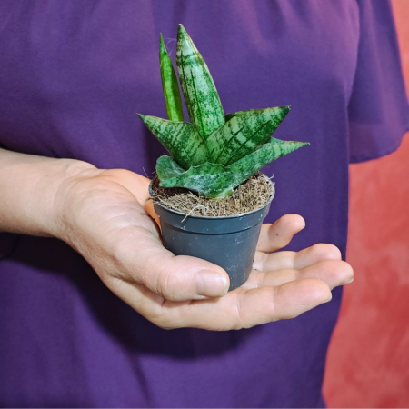 Sansevieria Boncellensis D6 [1]