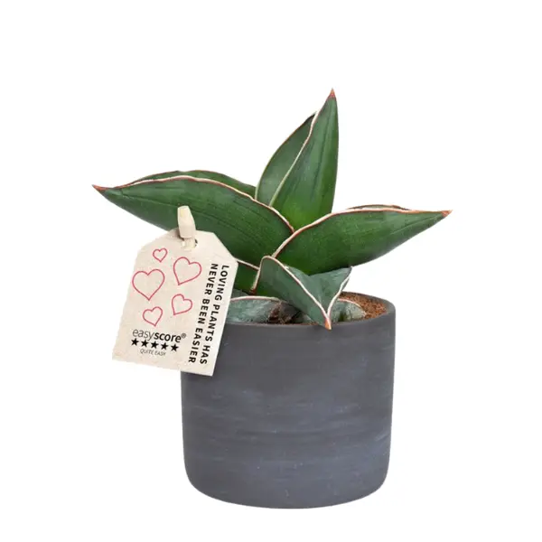 Suculente - Sansevieria ehrenbergii Samurai