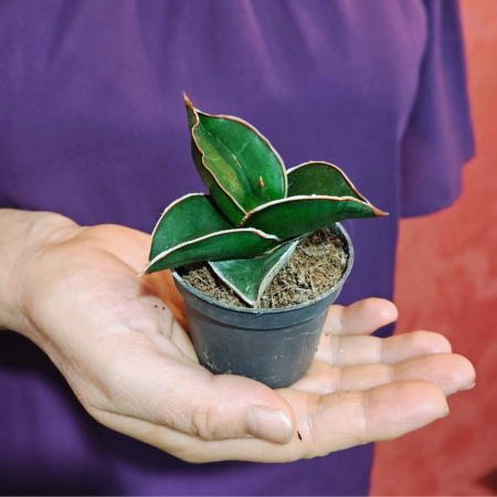 Sansevieria ehrenbergii Samurai [1]