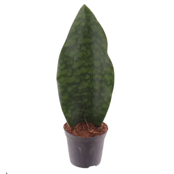 Sansevieria Whale Fin în ghiveci - frunză lată unică [1]