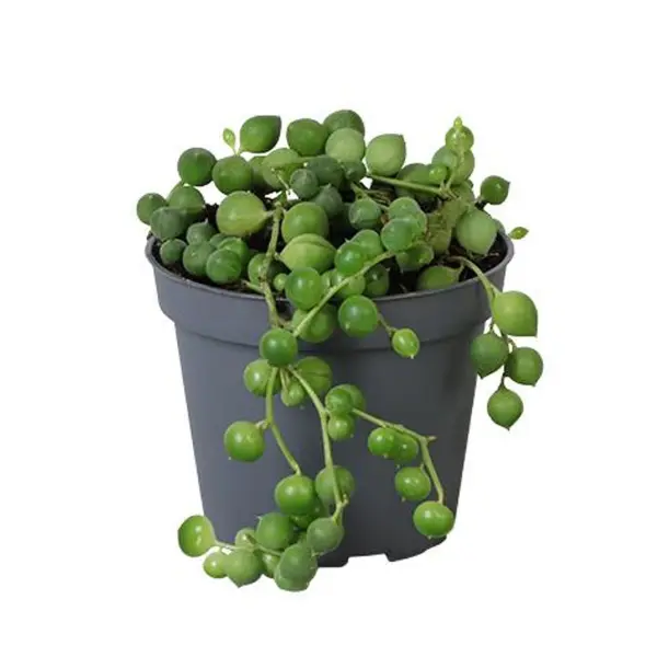 Senecio rowleyanus [1]