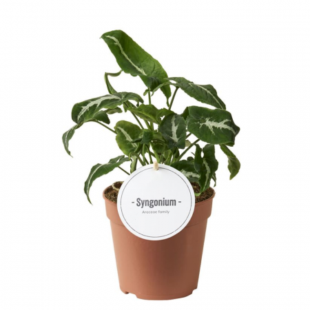 Syngonium - Syngonium wendlandii