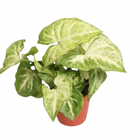 Syngonium - Syngonium White Butterfly