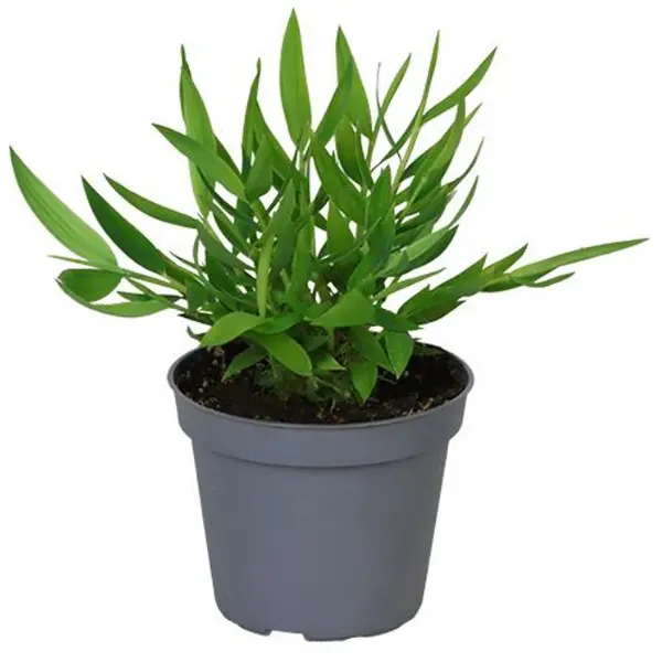 ... Alte plante de interior - Pogonatherum paniceum