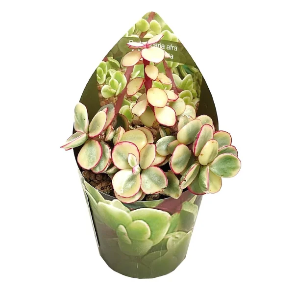 ... Alte plante suculente - Portulacaria afra 'Follis Variegata'