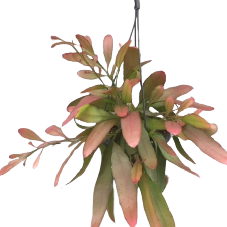 Plante pentru balcon, terasă, verandă sau grădină - Pseudorhipsalis ramulosa Red Coral - suculenta curățătoare cu tulpini roșii spectaculoase