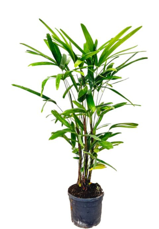Plante pentru birou - Rhapis excelsa - Lady Palm, elegant indoor palm