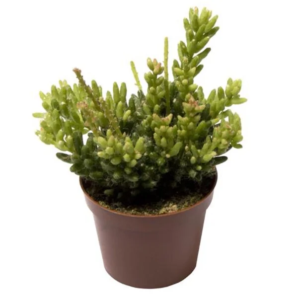 Suculente - Rhipsalis mesembryanthemoides