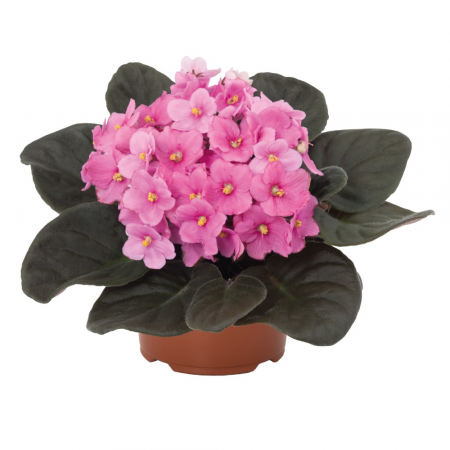 Plante înflorite - Saintpaulia ionantha flori diverse culori