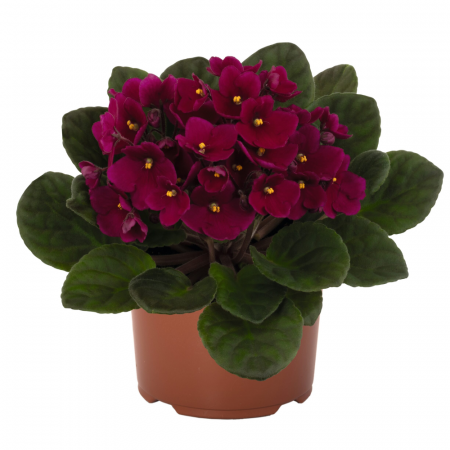 Plante înflorite - Saintpaulia ionantha flori diverse culori