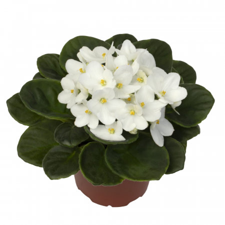Plante pentru balcon, terasă, verandă sau grădină - Saintpaulia ionantha flori diverse culori