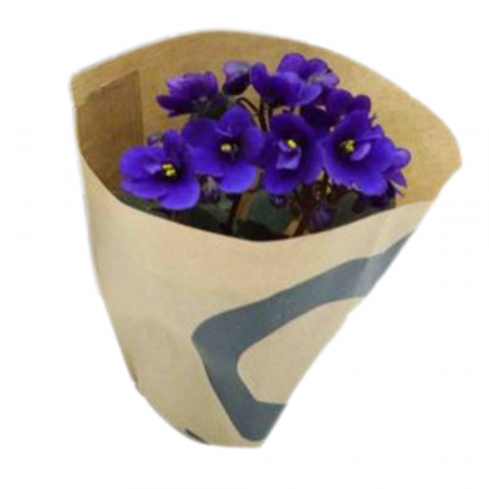 Saintpaulia ionantha flori diverse culori [1]
