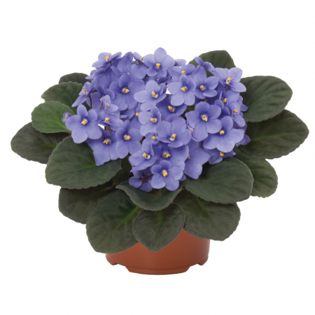 Plante înflorite - Saintpaulia ionantha flori diverse culori
