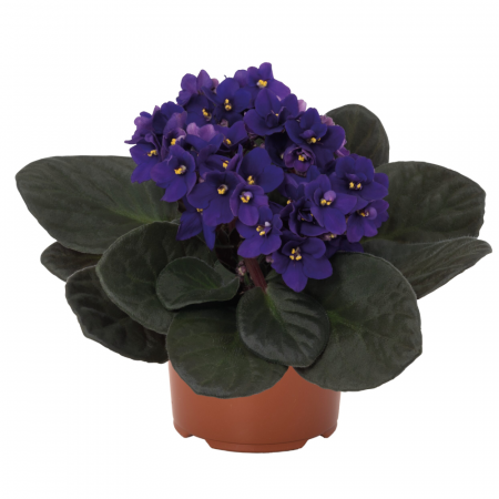 Plante înflorite - Saintpaulia ionantha flori diverse culori