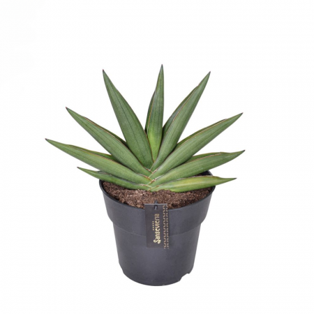 Suculente - Sansevieria 'Almond Jade'