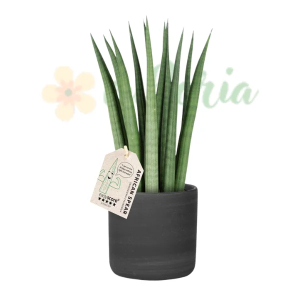 Sansevieria - Sansevieria cylindrica – Sulița Africană