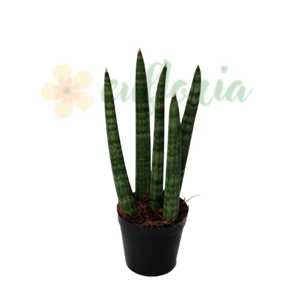 Sansevieria - Sansevieria 'Spaghetti' – Sulița Africană Delicată cu Frunze Subțiri