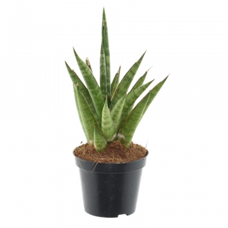 Suculente - Sansevieria Starshooter în ghiveci - frunze cilindrice evantai
