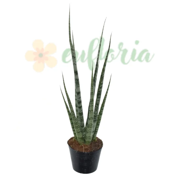 Ușor de întreținut - Sansevieria 'Digitorum' — frunze cilindrice scurte grupate verde-gri, Eufloria