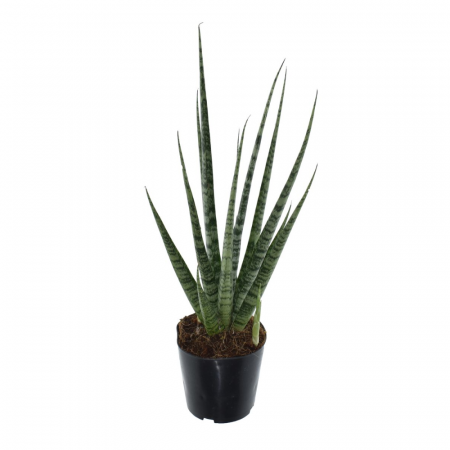 Suculente - Sansevieria 'Digitorum'