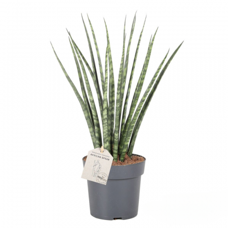 Suculente - Sansevieria 'Fernwood'