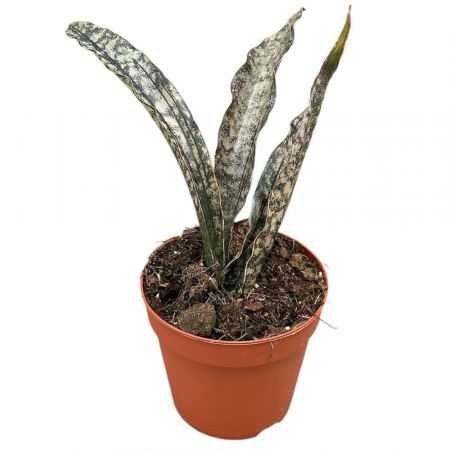 Suculente - Sansevieria Kirkii 'Coppertone'