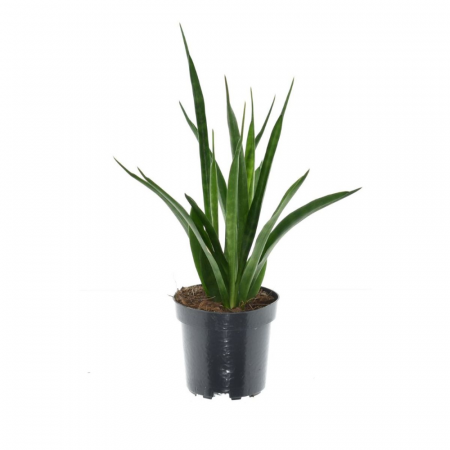 Sansevieria - Sansevieria kirkii FRIENDS
