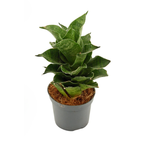 Ușor de întreținut - Sansevieria 'Mahanakorn' — frunze arhitecturale, ghiveci Ø6cm Eufloria