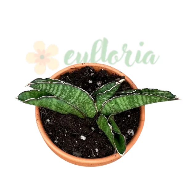 Cumpără Sansevieria 'Marsha Anjani' — Plantă Șarpe Rară în Formă de Evantai [1]