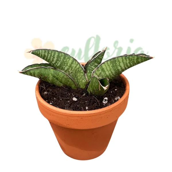 Plante speciale - Cumpără Sansevieria 'Marsha Anjani' — Plantă Șarpe Rară în Formă de Evantai