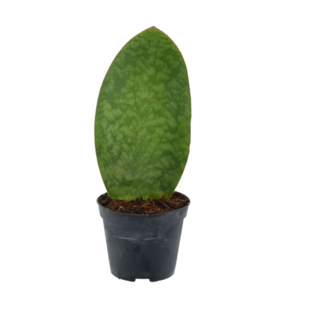 Suculente - Sansevieria Whale Fin în ghiveci - frunză lată unică