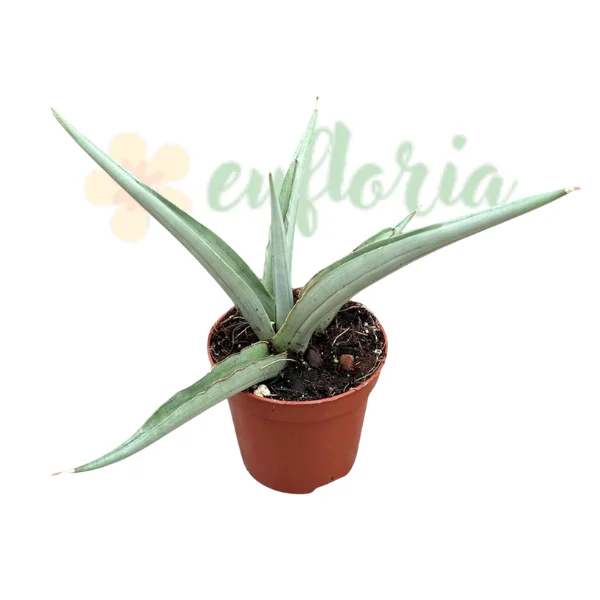 Sansevieria 'Swan Dancer' — Hibrid Thailandez Rar cu Frunze Grațioase Arcuite [1]