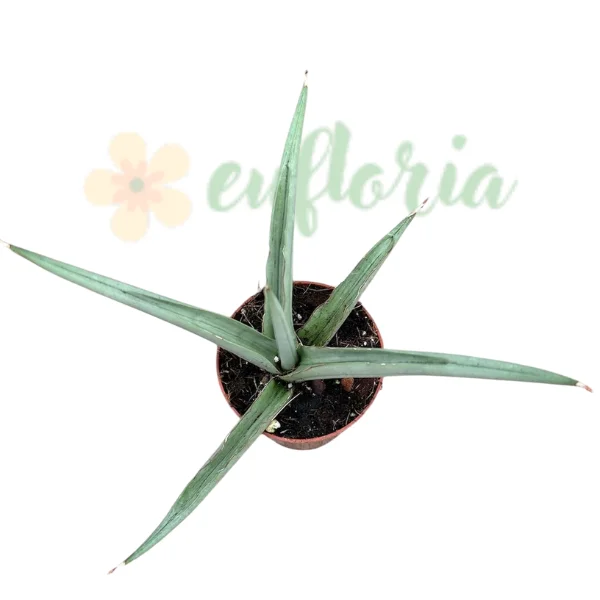 Sansevieria 'Swan Dancer' — Hibrid Thailandez Rar cu Frunze Grațioase Arcuite [2]