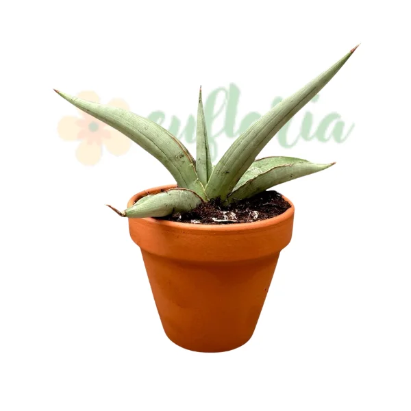 Plante speciale - Sansevieria 'Swan Dancer' — Hibrid Thailandez Rar cu Frunze Grațioase Arcuite