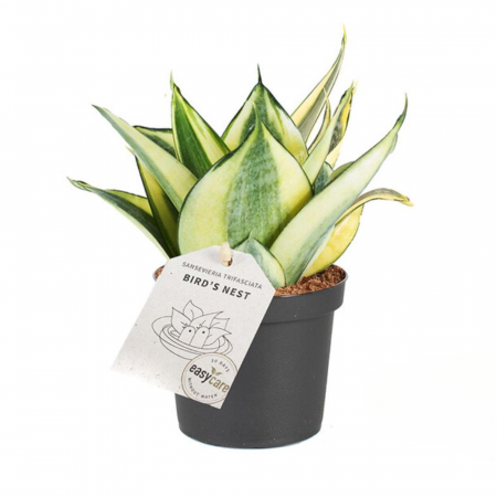 Suculente - Sansevieria trifasciata 'Golden Hahnii'