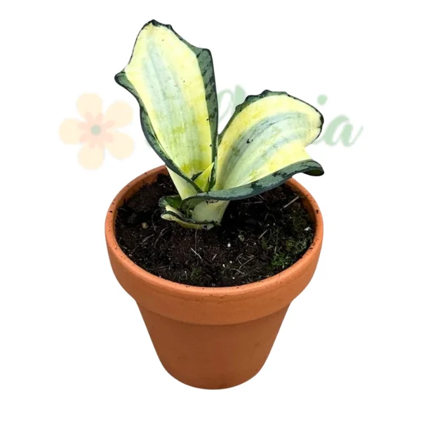 Plante speciale - Sansevieria 'Wendy Yellow' (Golden Wendy) — Plantă Șarpe Bird's Nest Variegată