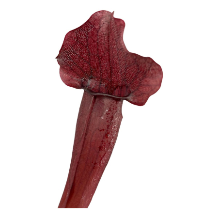Sarracenia 'Marron' D8.5cm — plantă carnivoră maro-bordo [2]
