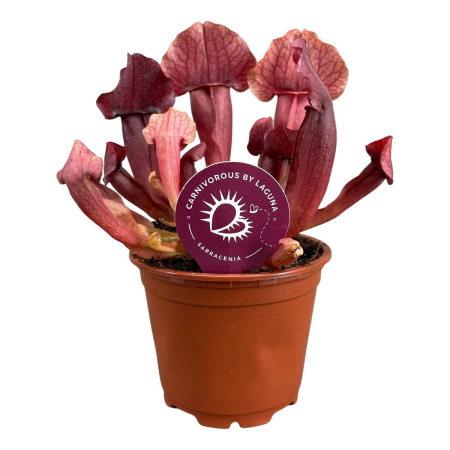 Plante pentru terarii - Sarracenia 'Marron' D8.5cm — plantă carnivoră maro-bordo