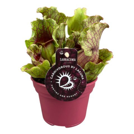 New arrivals - Sarracenia purpurea venosa Clementina - carnivorous pitcher plant with lime green pitchers and red veins
