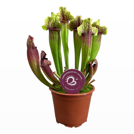 Plante pentru terarii - Sarracenia x mitchelliana D8.5cm — hibrid carnivor