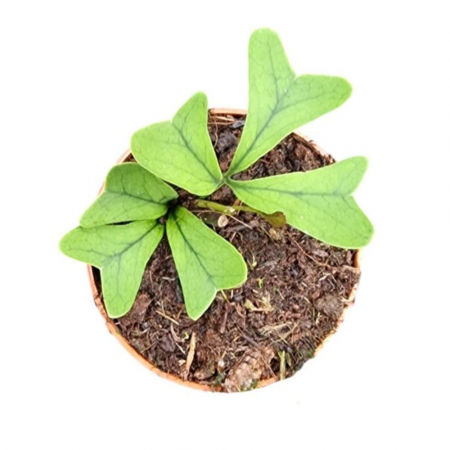 Alte plante rare - Schefflera 'Triangularis'