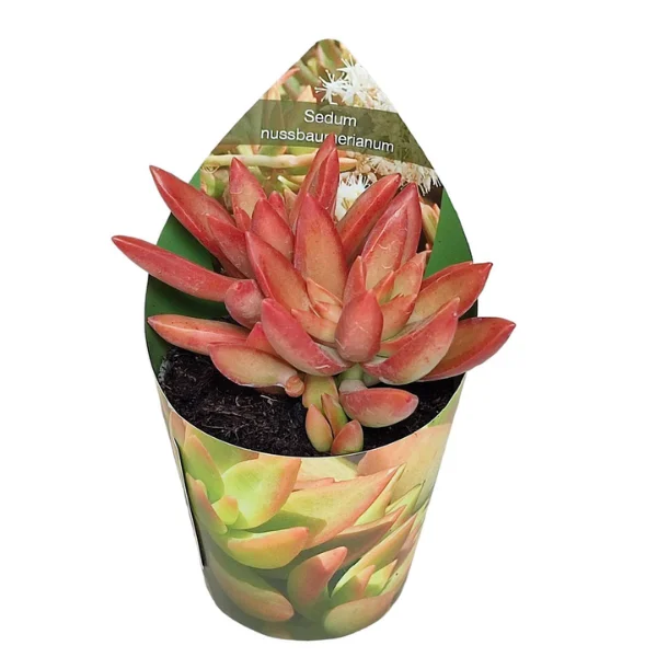 Suculente - Sedum nussbaumerianum